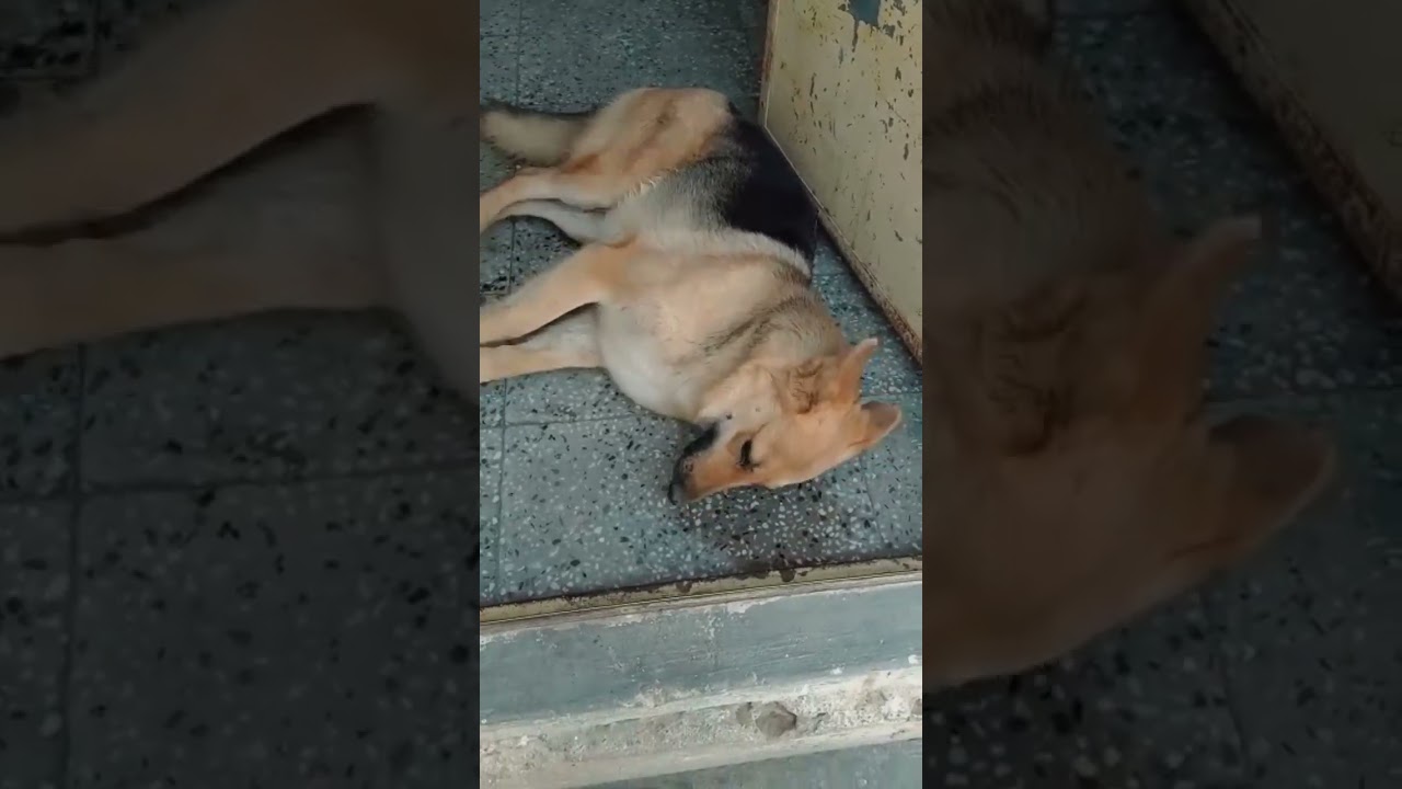 Seizure/ fits ( mirgi) in Dog