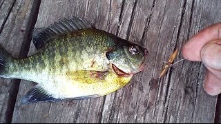 Primitive Fishing w/ The Urban-Abo: The Gorge Hook
