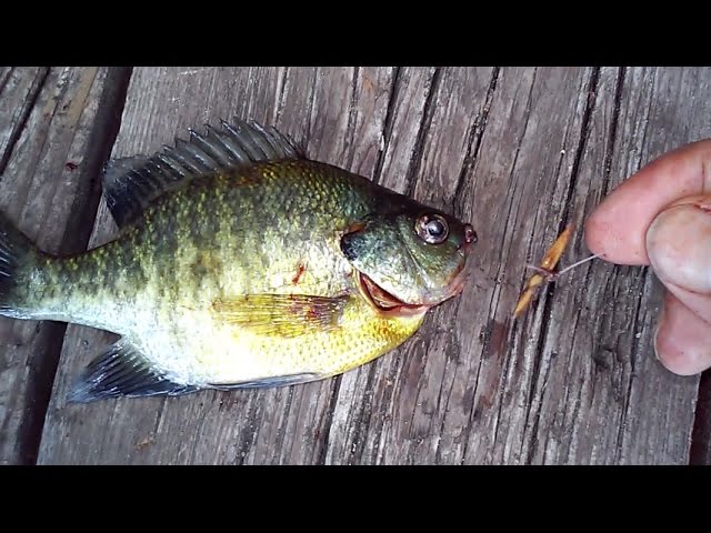 bogo fishing reels Reel Bogo  Sixgill Fishing Products