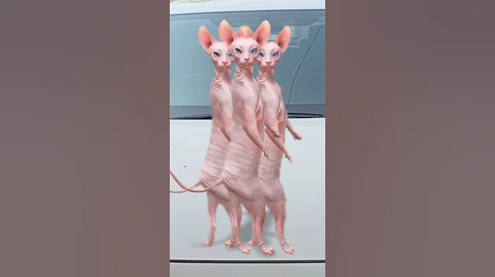 Video 11487991: sphynxcat dancing cats