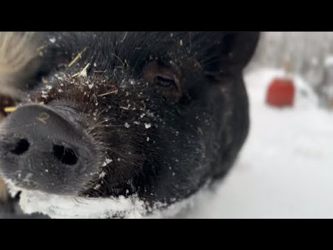 ვიდეო: ვინ ჭამს თოვლიან გოჭებს?