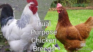 5 Best Dual Purpose Chicken Breed For Homestead
