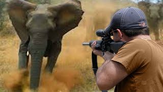 African elephant in the face of hunters' treachery  Part 2