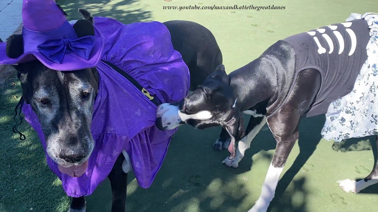 Great Danes Enjoy A Fun Run With Their Halloween Costumes YouTube