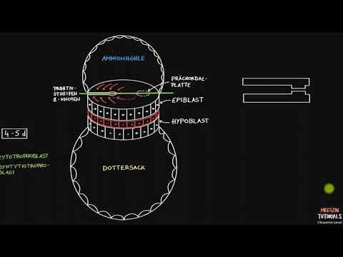 Neuroanatomie Embryologie (Vorschau)
