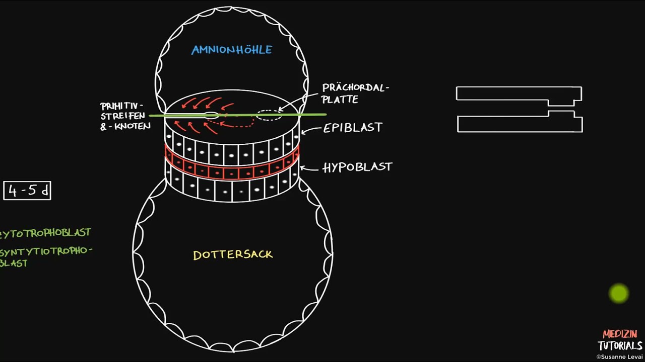 Neuroanatomie Embryologie (Vorschau) — Transcript