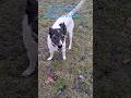 Mein Hund und das Wort Gottes