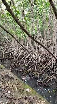 2 mengapa hutan mangrove hanya tumbuh di wilayah beriklim tropis