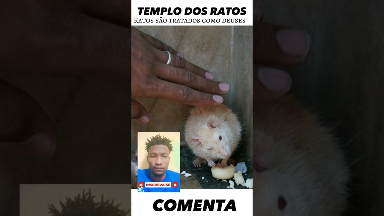 Ratos são tratados como deuses na Índia #temploderatos #ratos #reflexão #brasil #moçambique #deus