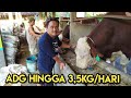 RAHASIA PERAWATAN SAPI JUMBO, ADG HINGGA 3,5kg