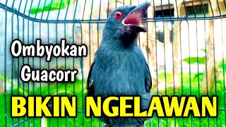 srigunting abu abu gacor TIDAK MASUK AKAL NEMU BAHAN OMBYOKAN GACOR NAIK BIRAHI DAN EMOSI