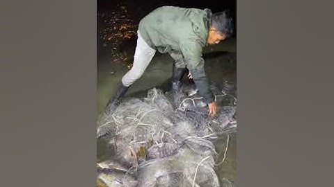 Amazing Cast Net Fishing Skill Catch Giant Fish - Awesome Traditional Net Fishing on The River Part8