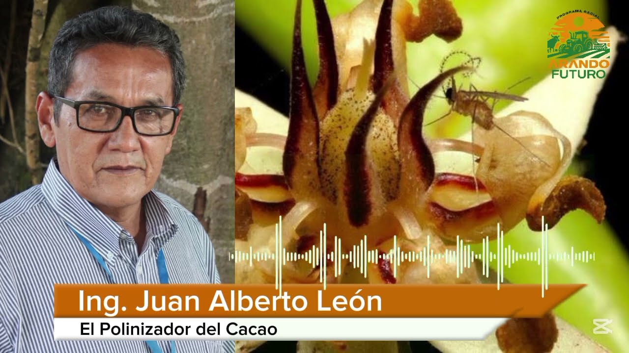 El Polinizador del Cacao | Ing. Juan Alberto León