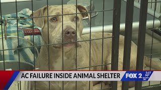 AC failure inside Care STL animal shelter