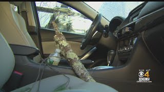 Tree Branch Pierces Windshield In Epping, NH