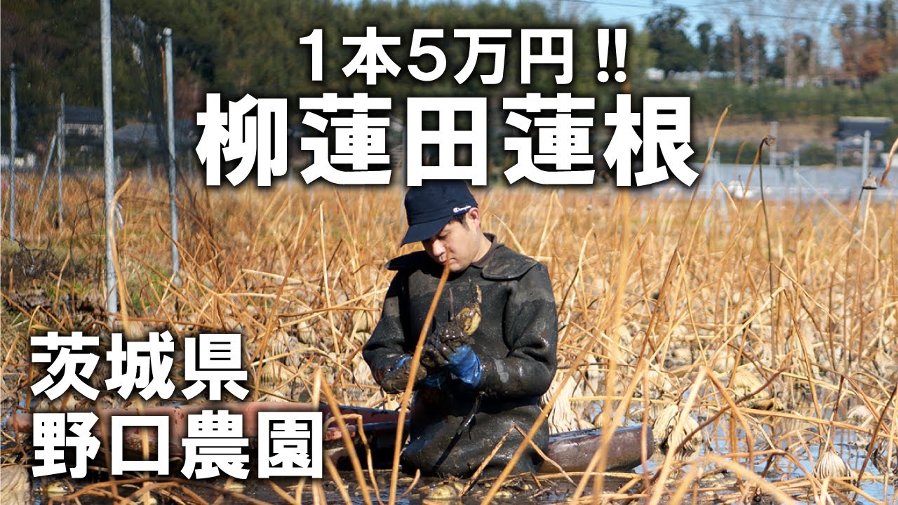 【柳蓮田蓮根】1本5万円のレンコンを作る野口農園｜安心堂
