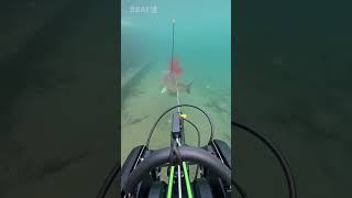 #Lurefishing#Underwater Robot#fishing#UnderwaterSalvage