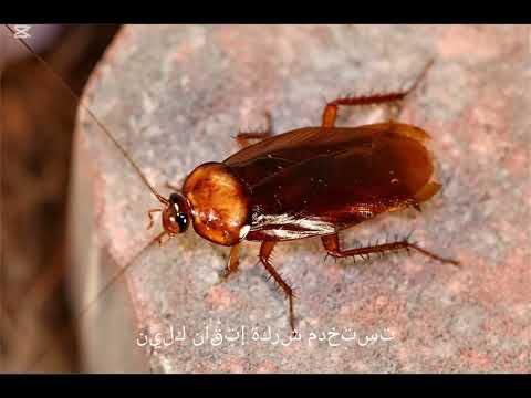 شركة مكافحة حشرات بجدة شركة إتقان كلين