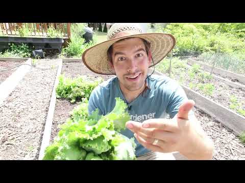 Video: Lettuce ‘Summer Bibb’ Info: Lær om dyrking av Summer Bibb Salat