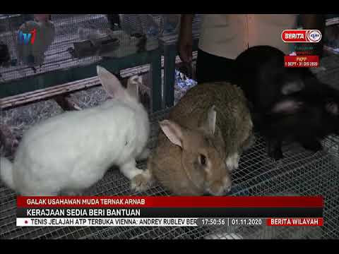 1 Nov 2020 Berita Wilayah Galak Usahawan Muda Ternak Arnab Kerajaan Sedia Beri Bantuan Youtube