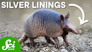Armadillo Leprosy Could Save Your Life