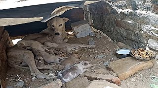 9 Newborn Puppies Nursing Mama Dog Milk