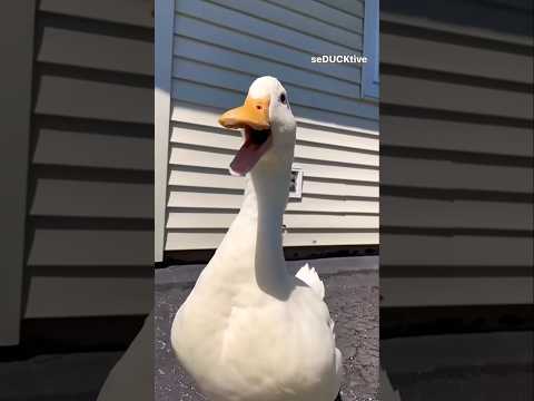 بطه كيوت اصحى يابطوطه تربية الطيور بطه بتتكلم البطه الرقصه البطه المضحكه