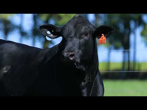 LOTE 66A   TAT FIV3720 M Brangus