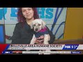 Pet Adoption: Myrtle