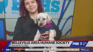 Pet Adoption: Myrtle