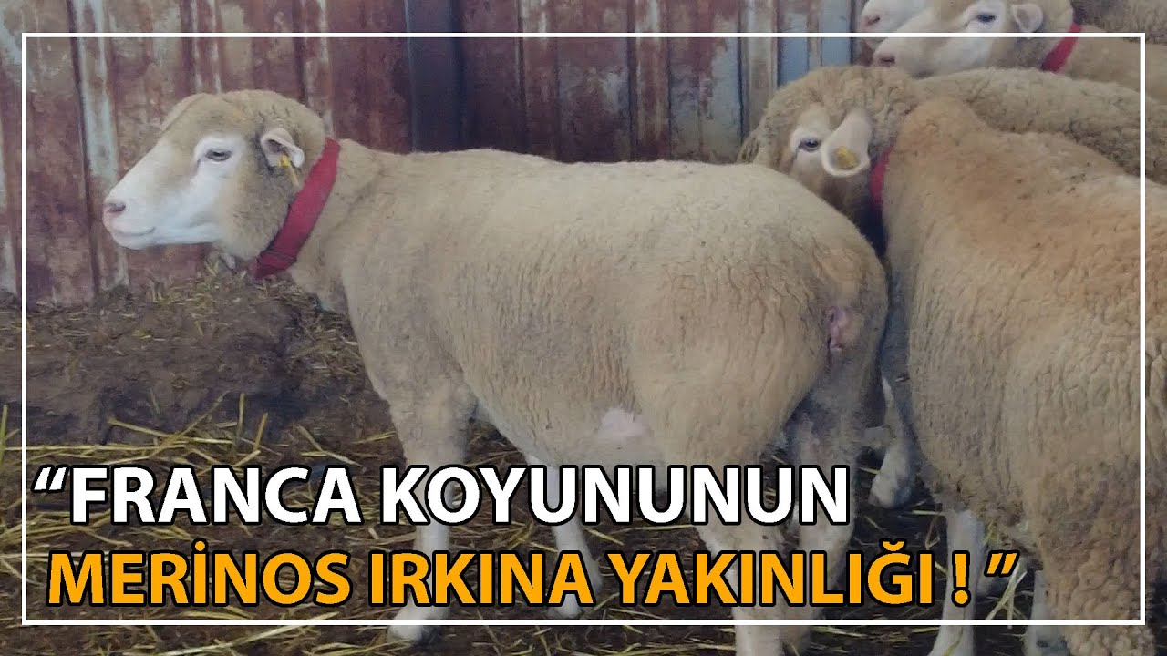 Franca Koyunu Beslerken Dikkat Edilmesi Gerekenler !