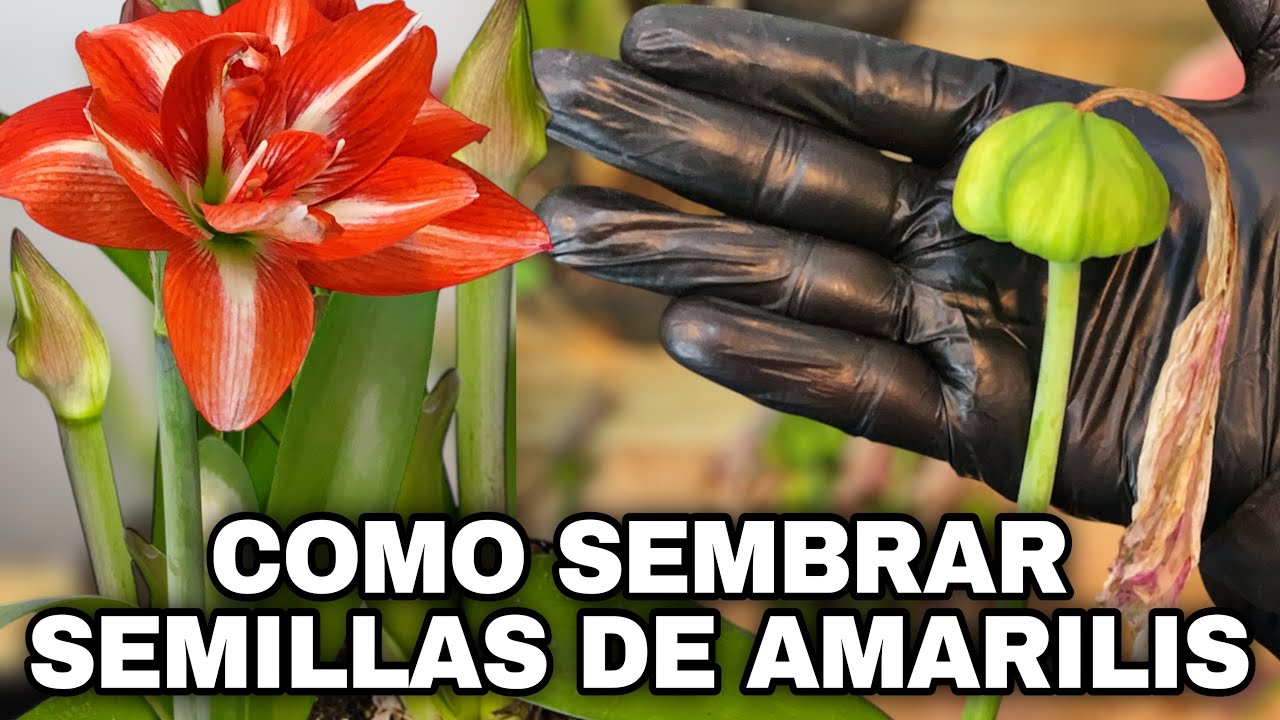 Como sembrar semillas de Amaryllis, lirios o azucenas y como cuidarlas