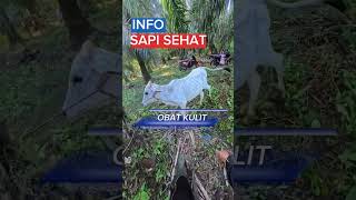 Injeksi Sapi Terpapar Penyakit Kulit cow animals sapi penyakit kulit fyp shorts youtube