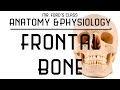 Frontal Bone and Skeletal System Quiz