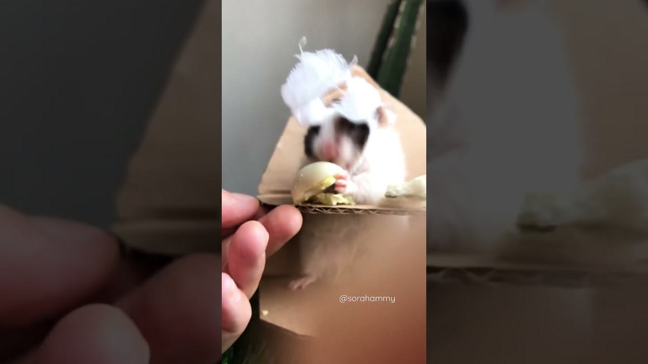 Bandana Hamster Limited Edition 