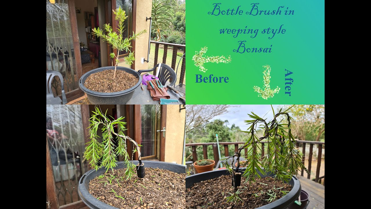 Styling Callistemon - BottleBrush in a weeping style