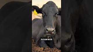 Water availability and quality is very important, especially in summer months! #dairy #cows #water Water availability and quality is very important, especially in summer months! #dairy #cows #water