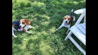 Jerry &amp; Guus. 2 Great beagles reunited after 3 years