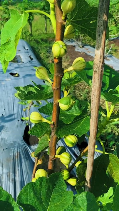 Pohon buah tin paling mudah berbuah #buahtin #pohonbuahtin
