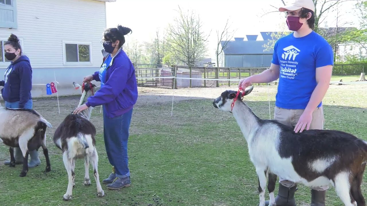 Goat Handling & Fitting Show Rutgers Day 2021 YouTube