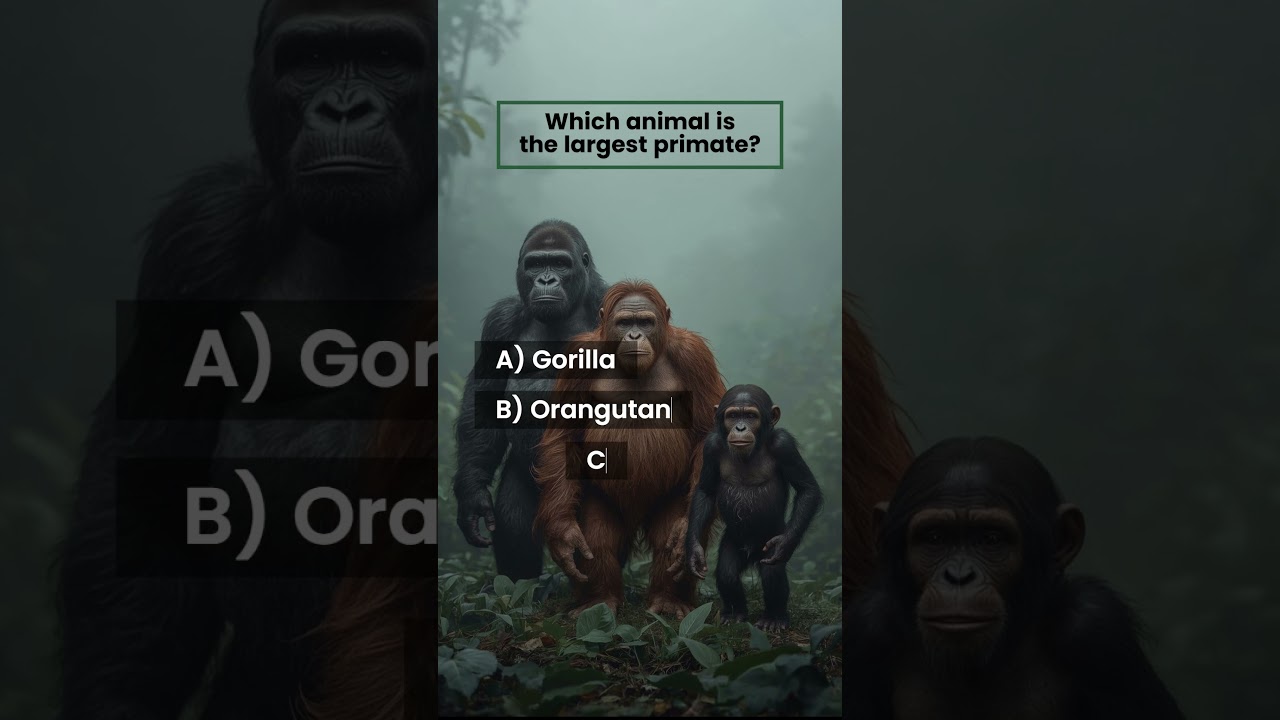 Which Animal is the Largest Primate?  