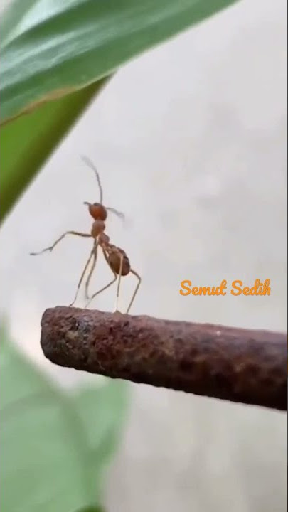 semut sedih ditinggal pergi#shorts #viral #animals