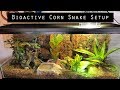 Bioactive Corn Snake Setup