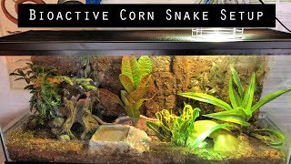 Bioactive Corn Snake Setup