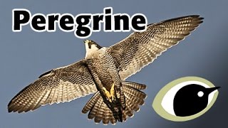BTO Bird ID - Peregrines