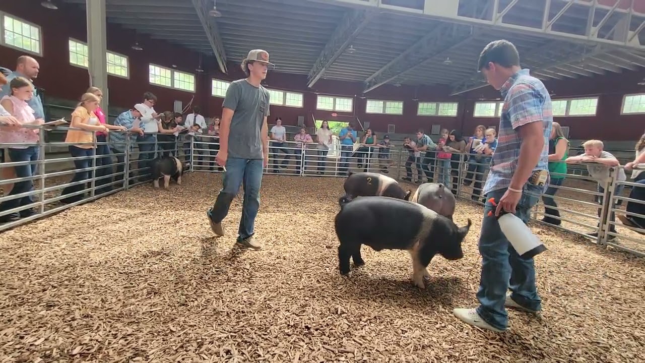 Illinois 4H 2024 Market Hogs