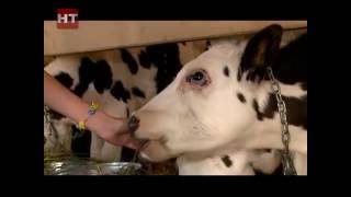 В Новгородской области в области действует 430 крестьянских фермерских хозяйств В Новгородской области в области действует 430 крестьянских фермерских хозяйств