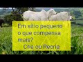 Dicas para quem tem sítio... o que é melhor Cria ou Recria