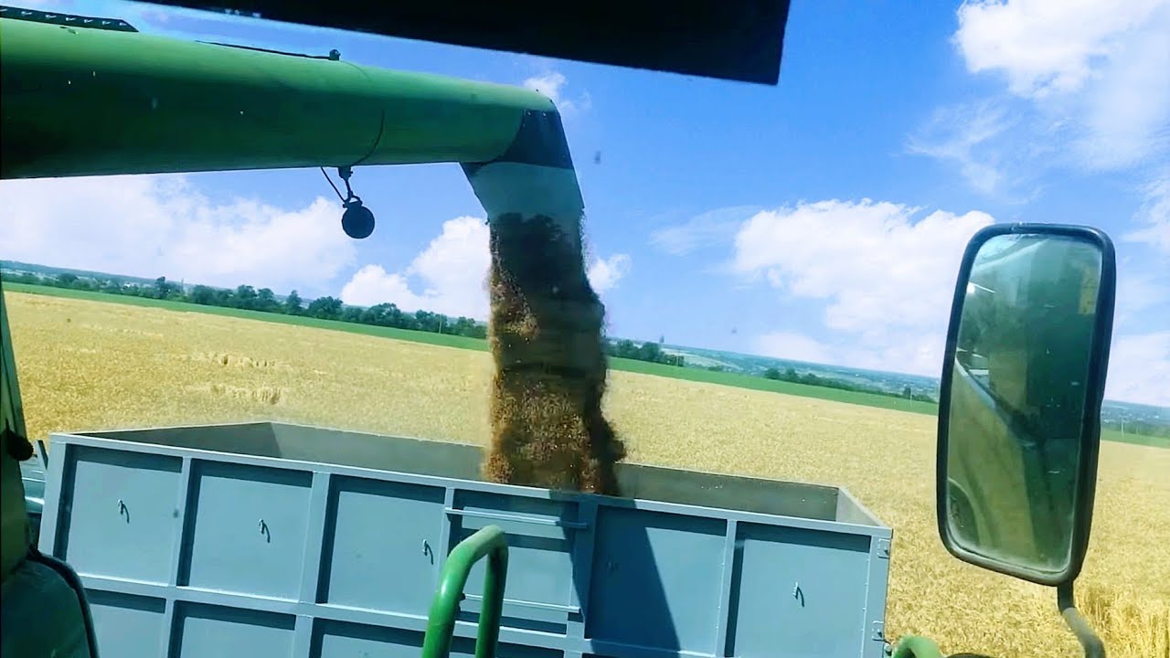 ЖНИВА-2023!!! Пшеничка на славу!!!?? - YouTube