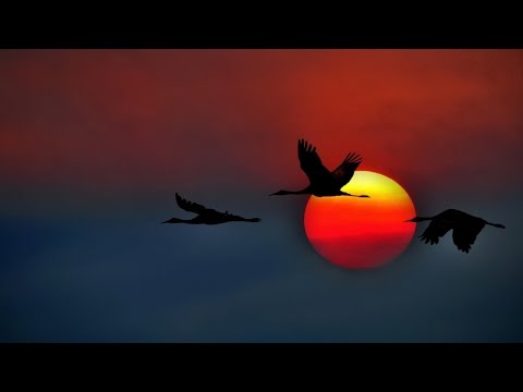 Video: Ako Nakresliť Sťahovavé Vtáky